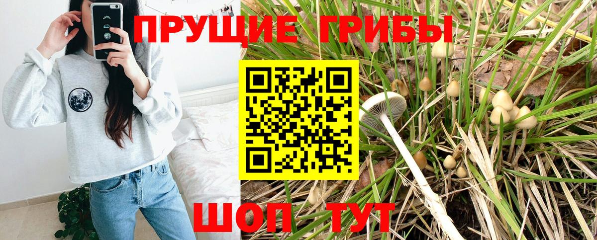 Псилоцибиновые грибы Cubensis Пенза