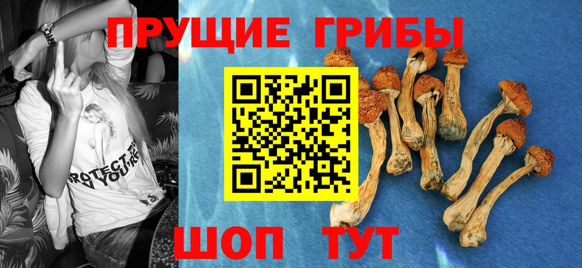 Псилоцибиновые грибы прущие грибы Пенза